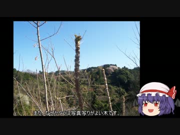 ゆっくり農民02タラを育ててみませんか？