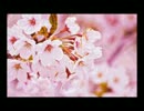 【幽雅に咲かせ、墨染の桜～ Border of Life】和風アレンジ