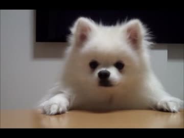 あと少し！どうしたらオヤツに前脚が届く？モフモフもふもふ　白ポメラニアン14ヶ月♂