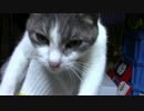 【生後334日】きょうの仔猫【蒼民家の猫々】