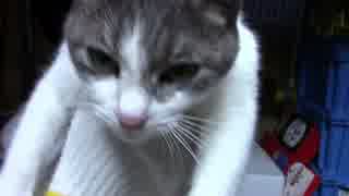 【生後334日】きょうの仔猫【蒼民家の猫々】