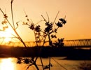 【秦基博】夕暮れのたもと 歌ってもろた feat. とまり