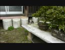 とある田舎の猫事情　～とも君襲撃～