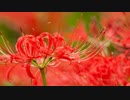 【オリジナル】　彼岸花　【作業用BGM】