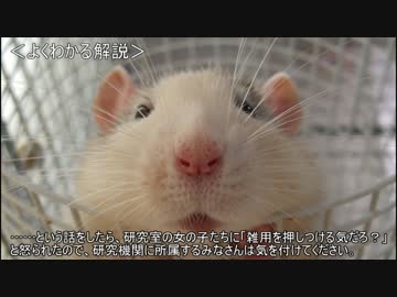 ゆっくり動物雑学「男の臭いに…」