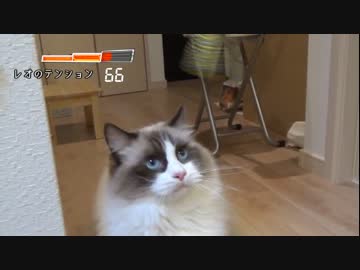 ラグドールのレオ　Vol67 熱しやすく冷めやすい猫