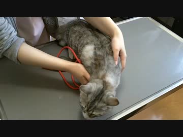 【シロとトラ】今日は去勢手術の日です