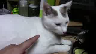 【生後335日】きょうの仔猫【蒼民家の猫々】
