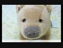 15.03.06 ひろくん Amazon鑑賞