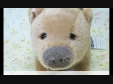 15.03.06 ひろくん Amazon鑑賞