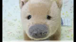 15.03.06 ひろくん Amazon鑑賞