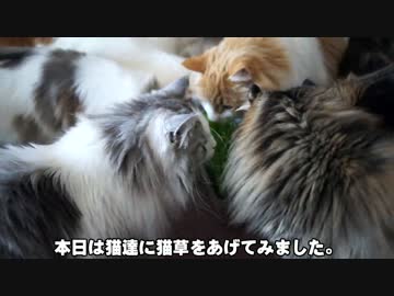 【#358】 猫草と猫　【猫万歳】