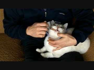 【シロとトラ】薬を飲ますのが難しいと思ったが・・・