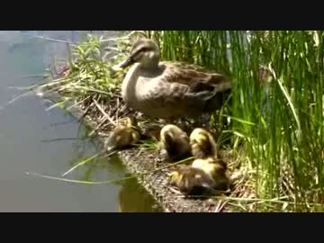鴨の親子と亀