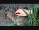 かつての小さなお猫さまとその後！の巻