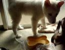 ななこ、おばあちゃんちにお泊り①