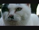 牛柄猫を観察してみた！