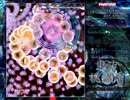 東方桃源宮 Ph ノーショット[2/2]