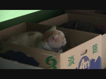 ぬこでら巡礼の旅【御誕生寺】その３８