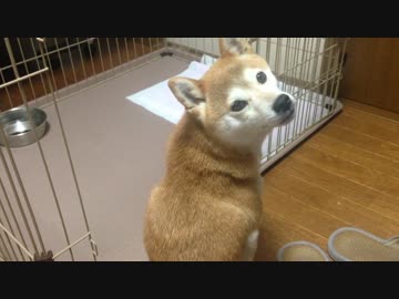 シバイヌ キョドキョド