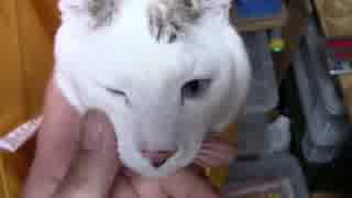 【生後336日】きょうの仔猫【蒼民家の猫々】