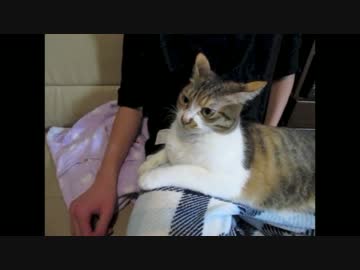 みゅうとラムとお兄ちゃんの懐かしい遊び