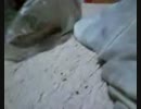 090904_1920~0001.3gp