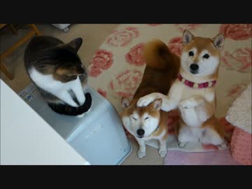 柴犬たちと猫のお手練習