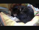 うちの猫の寝姿を撮影してみた（３月２2日）