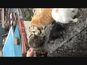 首に営業部長とさげた猫たちがわらわら・・in箱根 芦ノ湖