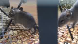 【デグー】回し車と子供たち