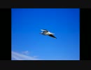 空を飛ぶ鳥のよう