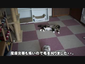 【#359】 ごめんねにゃごさん。　【猫万歳】