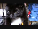 【生後337日】きょうの仔猫【蒼民家の猫々】