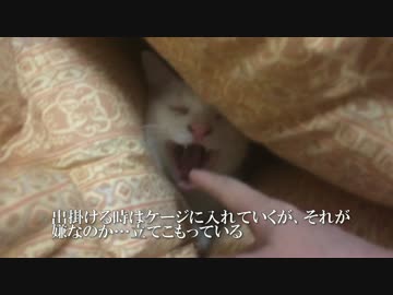 【宇宙猫】保護猫、羽毛布団に立てこもる