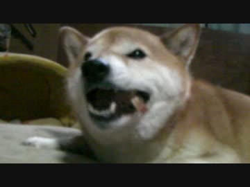 2015-3月-1　柴犬ジロー