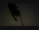 圧雪路が好きな犬