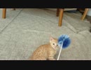 昔の茶太郎