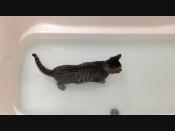 お風呂でスイスイ泳ぐ子猫　Kitten swim in the bath.