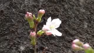 都内で桜が開花
