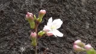 都内で桜が開花