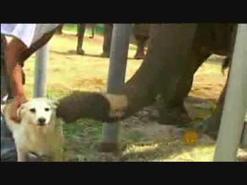 犬とゾウ。友情の物語