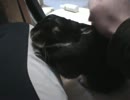貴方が動くまで私はここを動かない（・ｘ・）