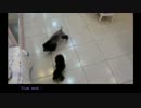 プードル海外へ行く！準備出國的貴賓犬泰迪熊 poodle go abroad.mp4