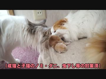 【#360】 子猫のお兄ちゃん　【猫万歳】