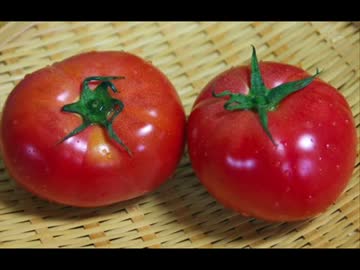【実況】　トマト　【前編】