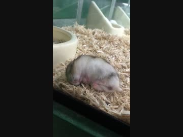 主役は後方のせわしないハムです