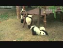 20150305　月亮産室 双好（シュアンハオ）はすごい勢いで台の下に走って来て、毛笋（マオスン）に頭突きしてすぐ逃げた。戻って来たら台に登っていた毛笋を落とさした。その後、木登りに行った。テンションが高い。