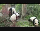 20150311 AM0939 月亮産室 七巧（チーチャオ）は代理ママの運動場に興味津々。成就（チェンジュウ）は奇珍（チージェン）と遊ぶ方が興味あるようだ。