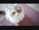 【#361】 本日の猫様達　【猫万歳】